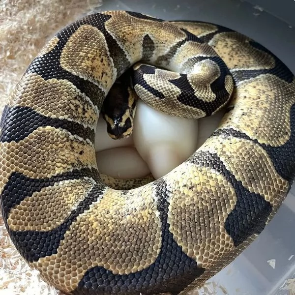 casa dei rettili | Foto 0