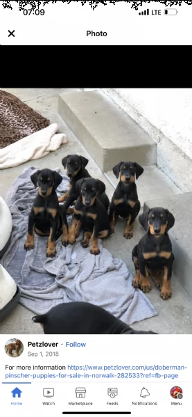 regalo cuccioli di pinscher | Foto 0