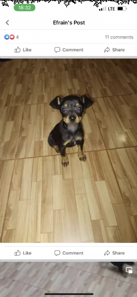 regalo cuccioli di pinscher