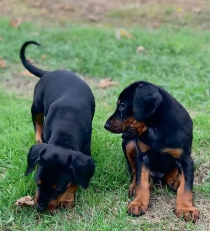 subito disponibili splendidi dobermann