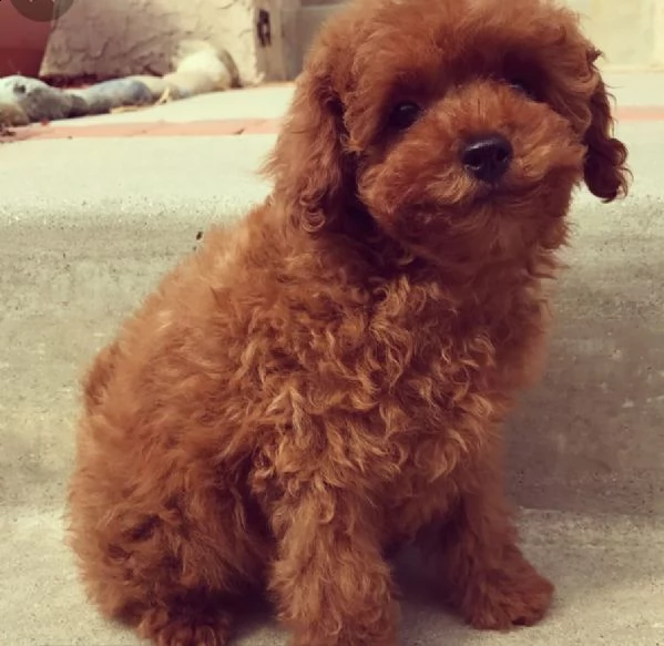 regalo barboncino regalo barboncino mini 