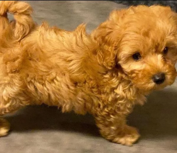 barboncino toy maschio e femmina | Foto 0