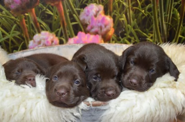 cuccioli di labrador retriever al cioccolato | Foto 4