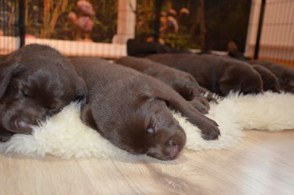cuccioli di labrador retriever al cioccolato | Foto 3