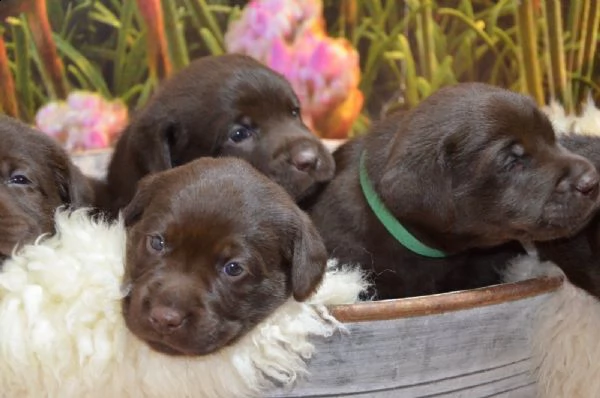 cuccioli di labrador retriever al cioccolato | Foto 2