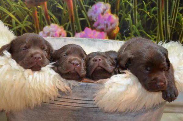 cuccioli di labrador retriever al cioccolato | Foto 1