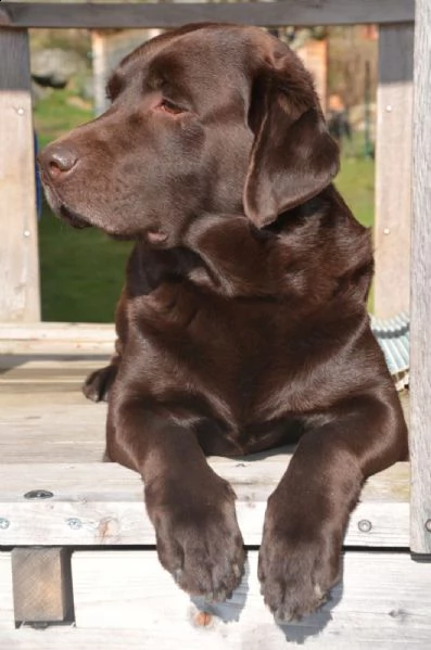cuccioli di labrador retriever al cioccolato | Foto 0