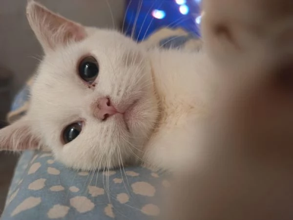 Cuccioli Scottish e British Shorthair | Foto 2