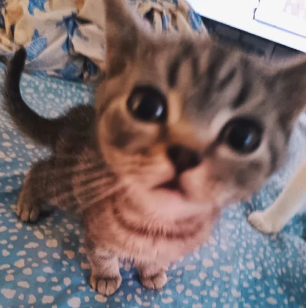 Cuccioli Scottish e British Shorthair | Foto 1