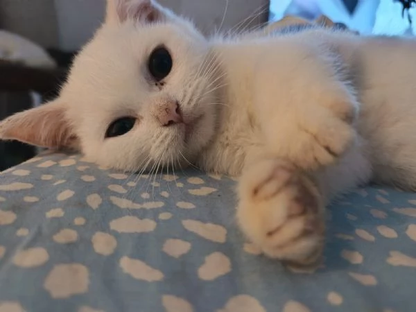 Cuccioli Scottish e British Shorthair | Foto 0
