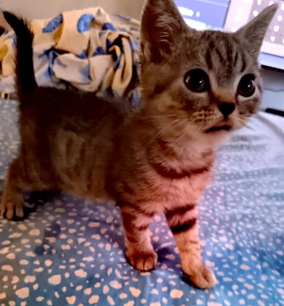 Cuccioli Scottish e British Shorthair