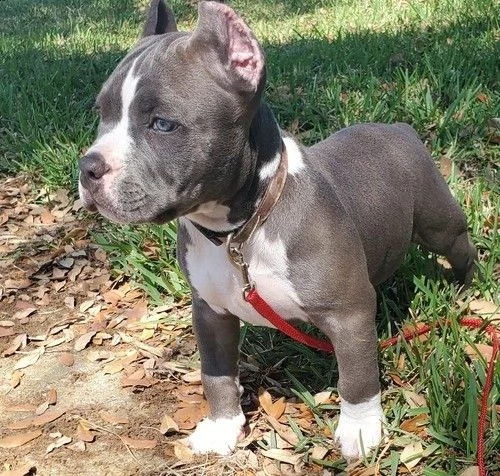 adorabile pitbull americano.