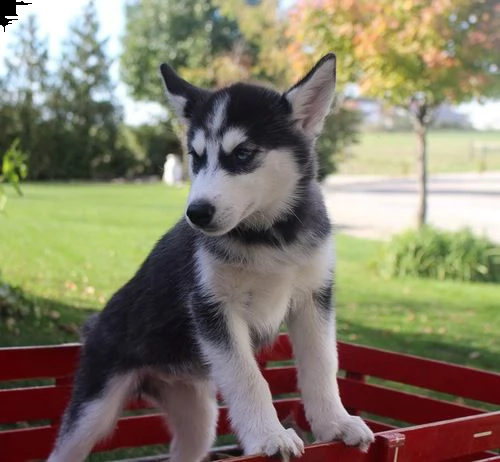 adorabile husky siberiano.