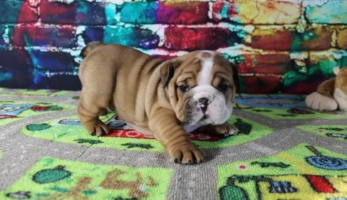 adorabile bulldog inglese