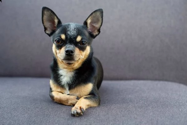adorabili cuccioli di chihuahua.