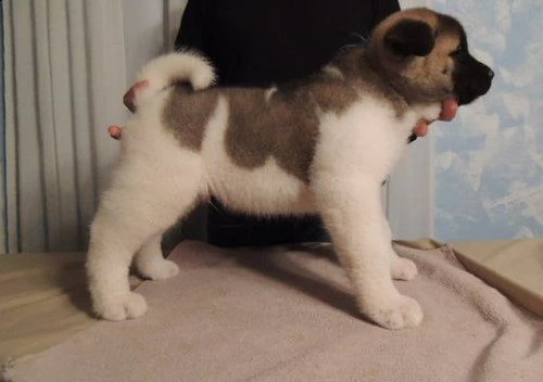 adorabili cuccioli di akita. 
