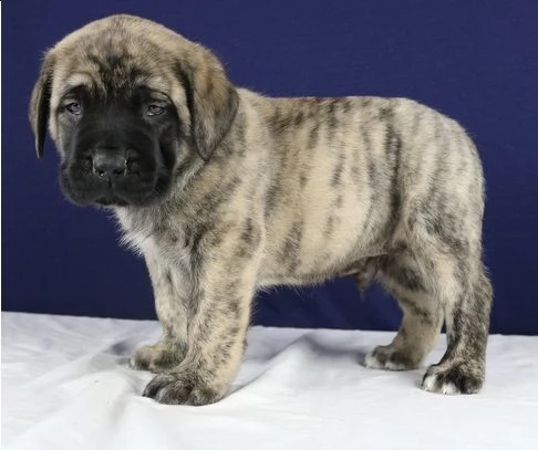 adorabili cuccioli di bullmastiff.