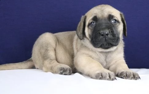 adorabili cuccioli di bullmastiff. | Foto 0