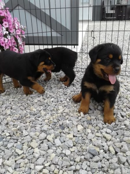 adorabili cuccioli di rottwieller. 