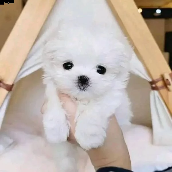 regalo  maltese mini toy | Foto 0