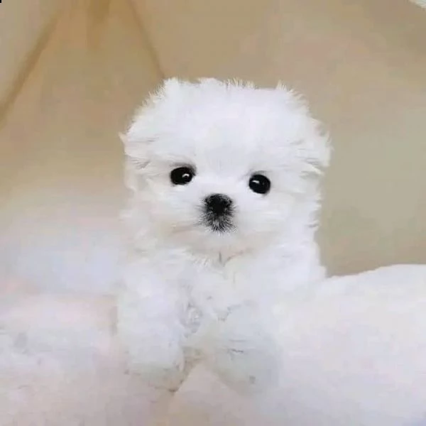regalo  maltese mini toy