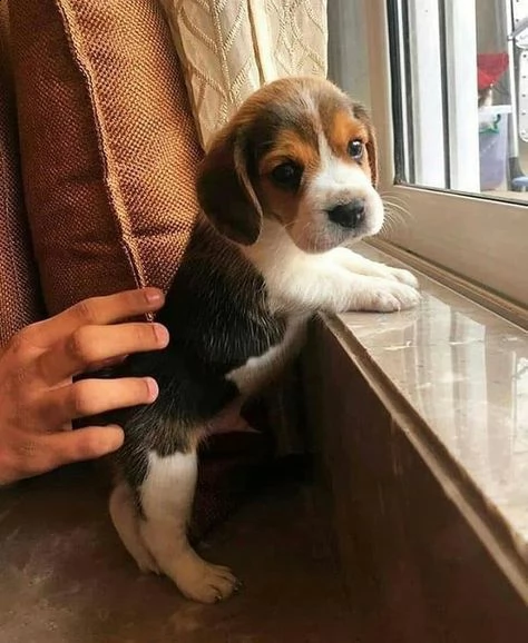 regalo beagle meravigliosi cuccioli di beagle ottima genealogia, gia vaccinati, sverminati e microch