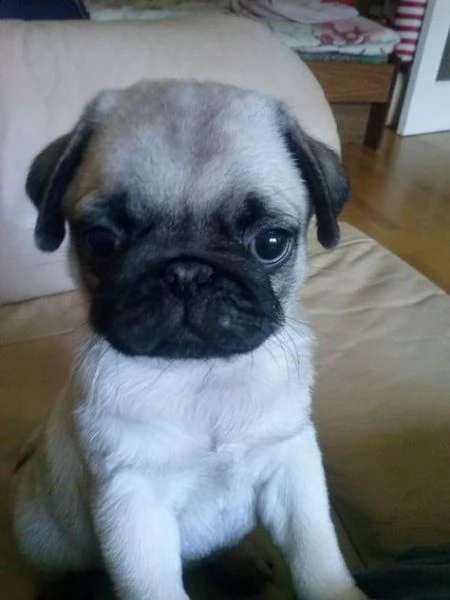 regalo cuccioli carlino ciao siamo un piccolo allevamento amatoriale abbiamo a disposizone degli spl