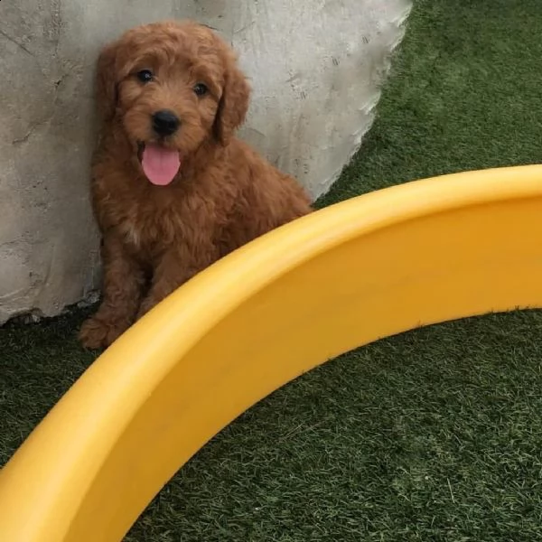 cuccioli di tazza da tè// | Foto 1