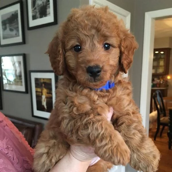cuccioli di tazza da tè//