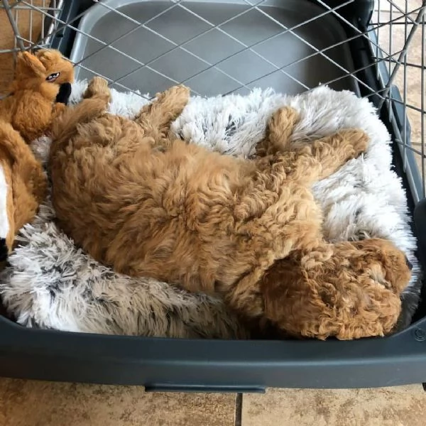 vendo adorabili cuccioli | Foto 0