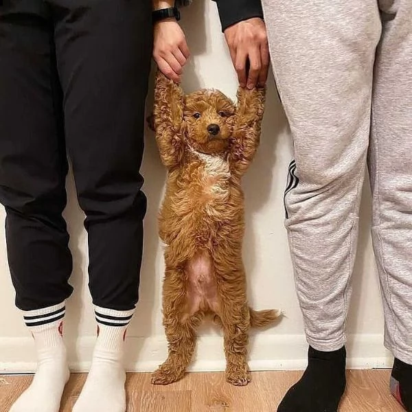 vendo adorabili cuccioli