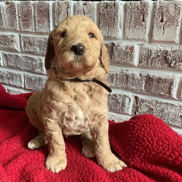 cuccioli di tazza da tè in vendita | Foto 1
