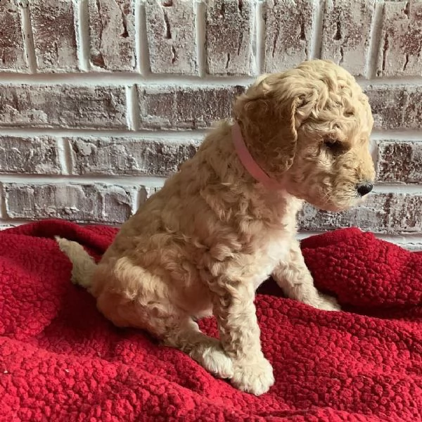 cuccioli di tazza da tè in vendita | Foto 0