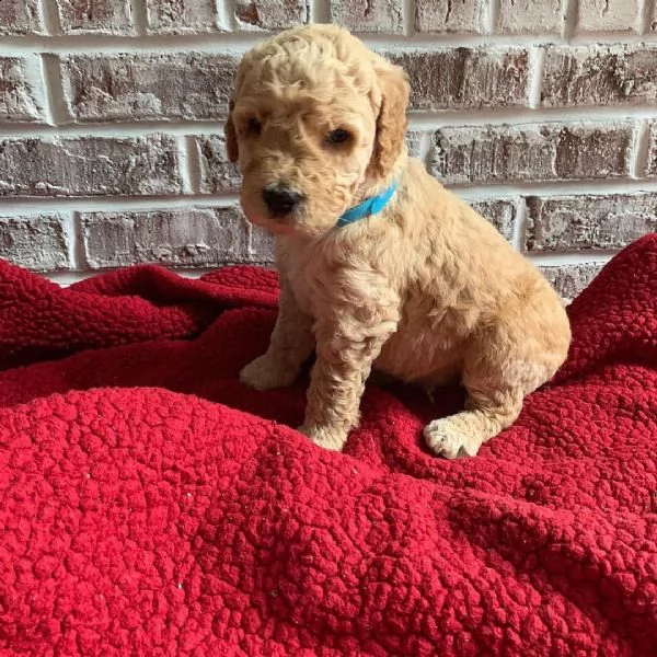 cuccioli di tazza da tè in vendita