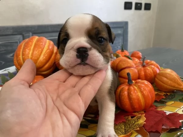 kennel with affix enci fci available english bulldog puppies born on [hidden link], available beauti | Foto 6