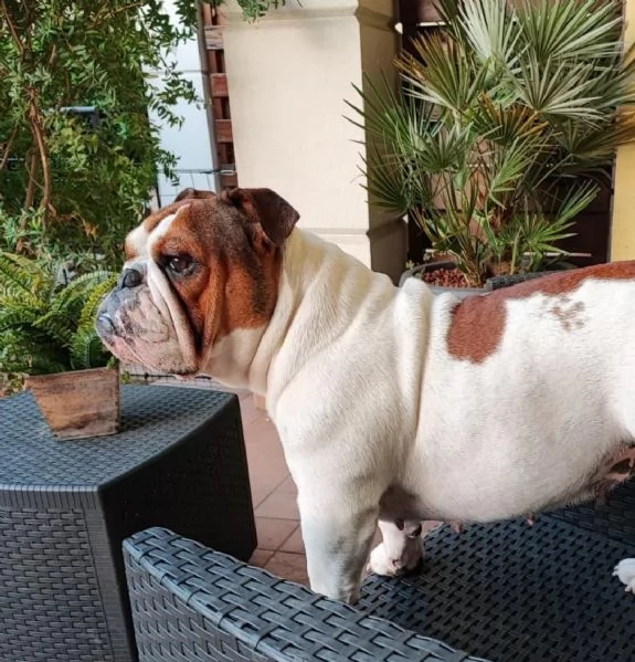 kennel with affix enci fci available english bulldog puppies born on [hidden link], available beauti | Foto 5