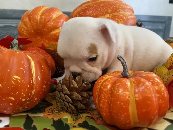 kennel with affix enci fci available english bulldog puppies born on [hidden link], available beauti | Foto 3