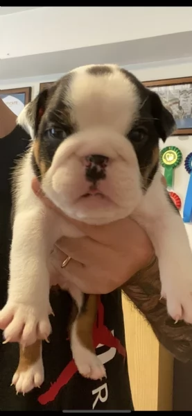 kennel with affix enci fci available english bulldog puppies born on [hidden link], available beauti | Foto 2