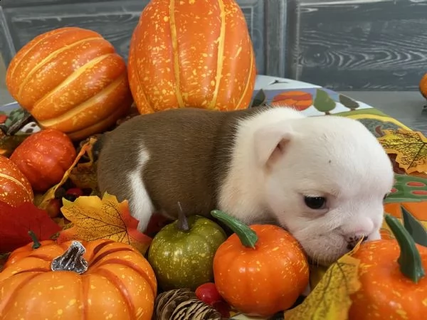 kennel with affix enci fci available english bulldog puppies born on [hidden link], available beauti