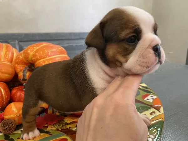 kennel with affix enci fci available english bulldog puppies born on [hidden link], available beauti | Foto 1