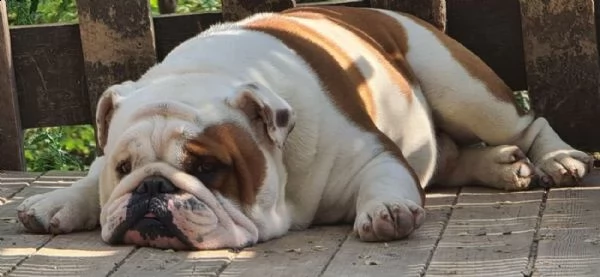 kennel with affix enci fci available english bulldog puppies born on [hidden link], available beauti | Foto 0