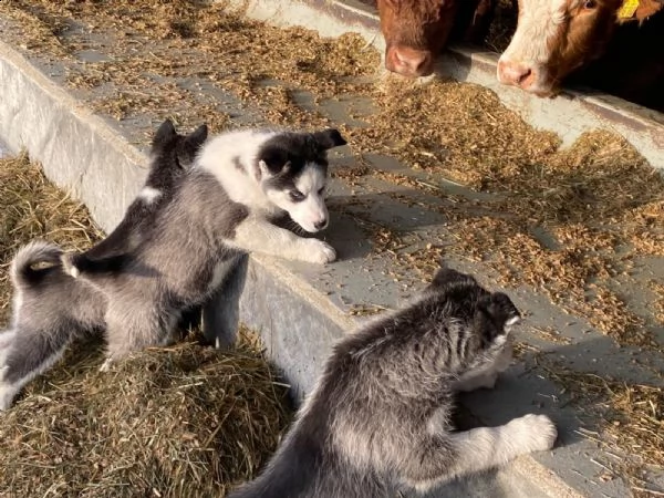 4 siberian husky occhi color ghiaccio stupendi | Foto 4