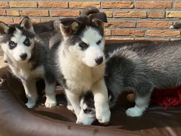 4 siberian husky occhi color ghiaccio stupendi | Foto 3