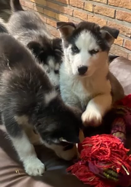 4 siberian husky occhi color ghiaccio stupendi | Foto 2