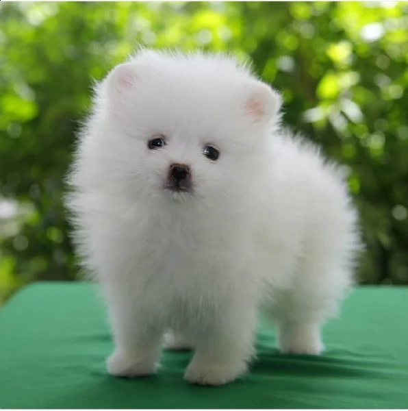 preziosi cuccioli di pomerania in adozione{}{} | Foto 0