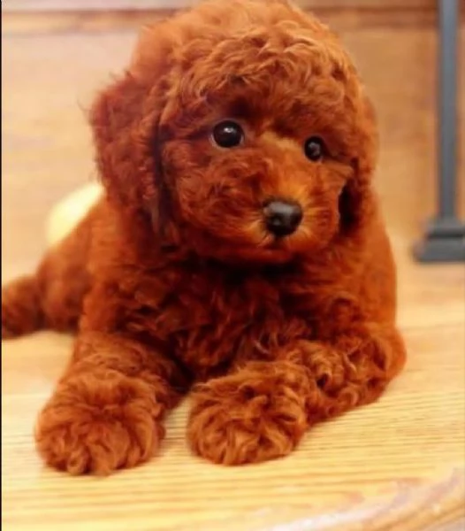 regalo  barboncino  toy disponibile | Foto 0