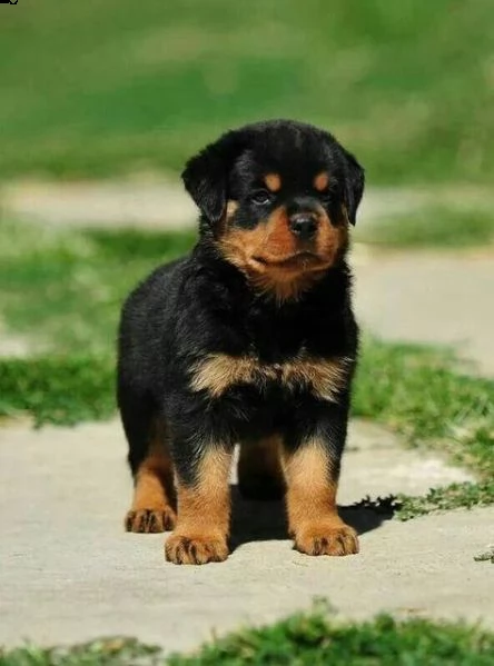 regalo rottweiler cuccioli (maschio e femmina) bellissimo cuccioli di rottweiler (maschio e femmina)