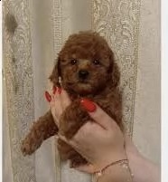 2regalo barboncino toy)))))))))) | Foto 0