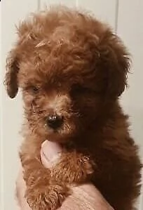 2regalo barboncino    !!!!!!!!!! toy