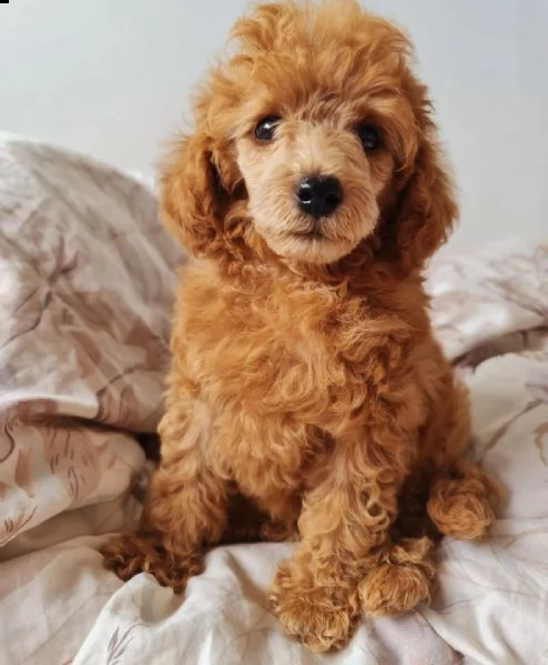 dolce !!!!!!! regalo barboncino toy  | Foto 0